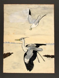 Een vogeltekening van Hans Warren: Meeuw en blauwe reiger. Collectie Beeldbank Zeeland van ZB.